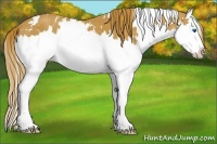 Horse Color:White Spotted Chestnut Splash 