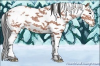 Horse Color:White Spotted Bay Ice Sabino Splash Appaloosa Rabicano 