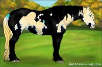 Horse Color:Chestnut Splash Tobiano 