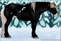 Horse Color:Chestnut Splash Tobiano Appaloosa 