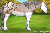 Horse Color:Bay Splash Appaloosa