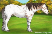 Horse Color:Bay Ice Splash Appaloosa Rabicano