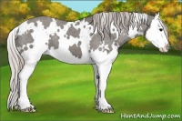 Horse Color:White Spotted Silver Black Splash Appaloosa