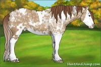 Horse Color:White Spotted Red Dun Ice Splash Varnish