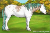 Horse Color:Painted White Spotted Chestnut Ice Splash Appaloosa 