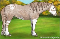 Horse Color:Chestnut Ice Sabino Splash Appaloosa 