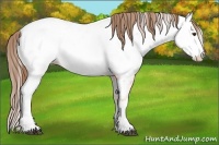 Horse Color:White Spotted Red Dun Ice Splash Appaloosa
