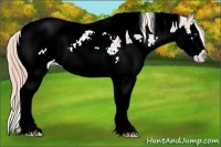 Horse Color:Chestnut Splash Tobiano Appaloosa 