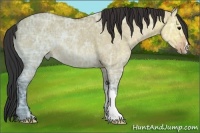 Horse Color:Brown Ice Dun