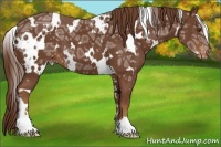 Horse Color:White Spotted Chestnut Ice Sabino Varnish