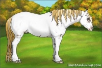 Horse Color:Painted Bay Sabino Appaloosa