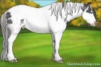 Horse Color:Black Splash Tobiano Appaloosa 