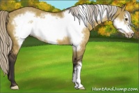 Horse Color:Silver Buckskin Dun Frame 