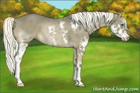Horse Color:Liver Red Dun Sabino Splash Rabicano
