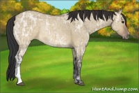 Horse Color:Brown Ice Dun Rabicano