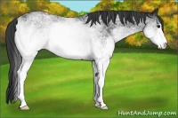 Horse Color:White Spotted Black