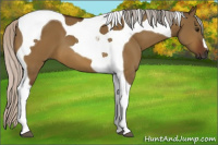 Horse Color:Gray Silver Bay Dun Tobiano 