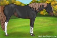 Horse Color:Liver Chestnut 