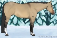 Horse Color:Bay Dun Sabino