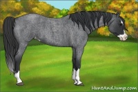 Horse Color:Blue Roan Splash Varnish 