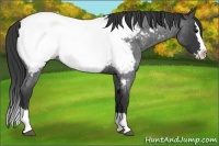 Horse Color:Blue Roan Splash Snowcap