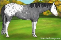 Horse Color:Blue Roan Splash Appaloosa