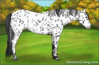 Horse Color:Blue Roan Appaloosa
