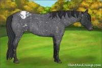 Horse Color:Blue Roan Appaloosa
