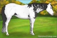 Horse Color:Black Splash Appaloosa 