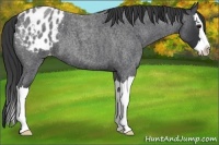 Horse Color:Blue Roan Splash Appaloosa 