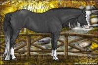 Horse Color:Blue Roan Splash 