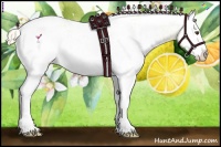Horse Color:White Spotted Palomino Dun Splash Appaloosa