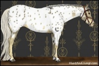 Horse Color:Chocolate Palomino Mushroom Near Leopard 