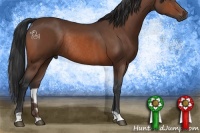 Horse Color:Bay Rabicano