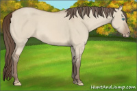 Horse Color:Gray Perlino Dun