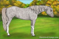 Horse Color:Silver Blue Ice Roan 