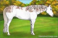 Horse Color:White Spotted Red Roan Splash