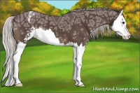 Horse Color:Silver Black Ice Sabino Splash Appaloosa 