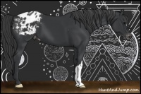 Horse Color:Black Appaloosa 