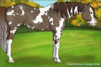 Horse Color:White Spotted Liver Red Dun Sabino Splash