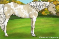 Horse Color:White Spotted Palomino Rabicano 