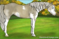 Horse Color:Chocolate Palomino Splash 