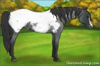Horse Color:Blue Roan Appaloosa 