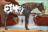 Horse Color:Liver Chestnut Appaloosa
