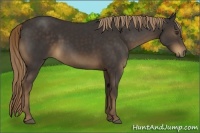 Horse Color:Liver Chestnut Sabino