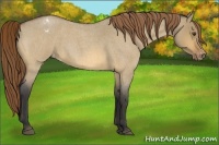 Horse Color:Buckskin Roan Dun Appaloosa 