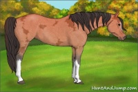 Horse Color:Buckskin Ice Dun 
