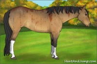 Horse Color:Brown Dun 