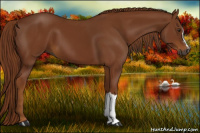 Horse Color:Gray Chestnut 