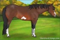 Horse Color:Bay Splash Frame 